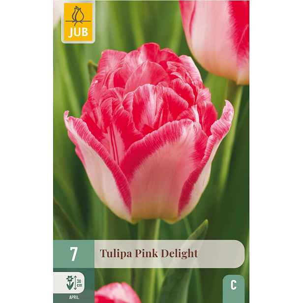Tulipán Pink Delight 7 ks