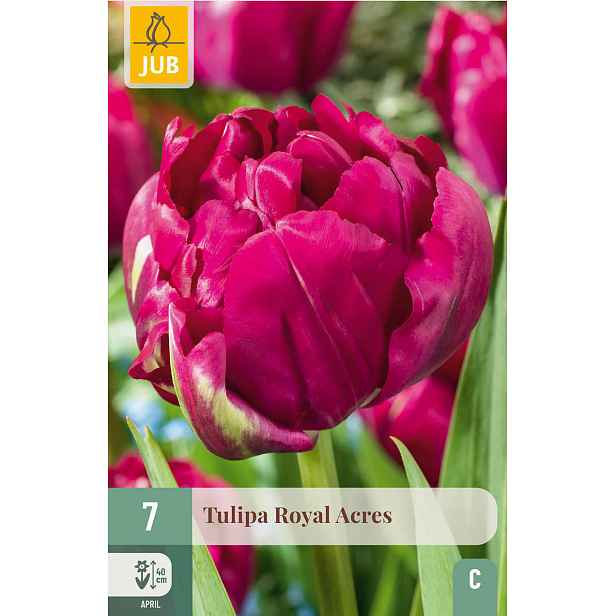 Tulipán Royal Acres 7 ks