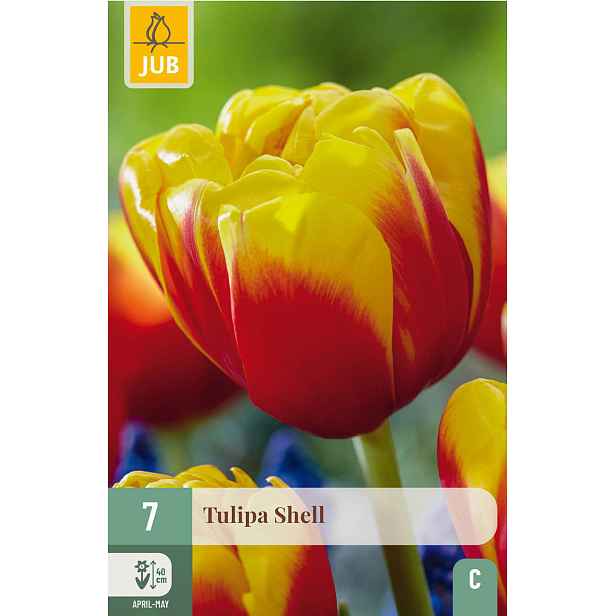 Tulipán Shell 7 ks