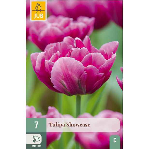 Tulipán Showcase 7 ks