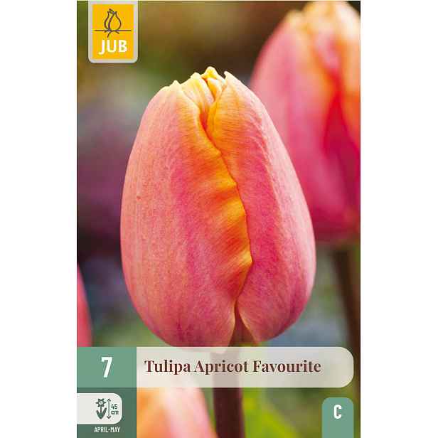 Tulipán Apricot Favourite 7 ks