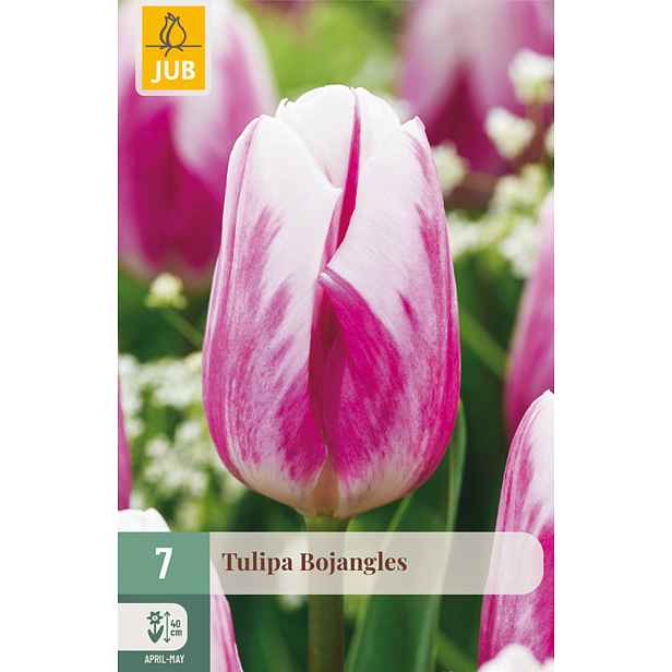 Tulipán Bojangles 7 ks