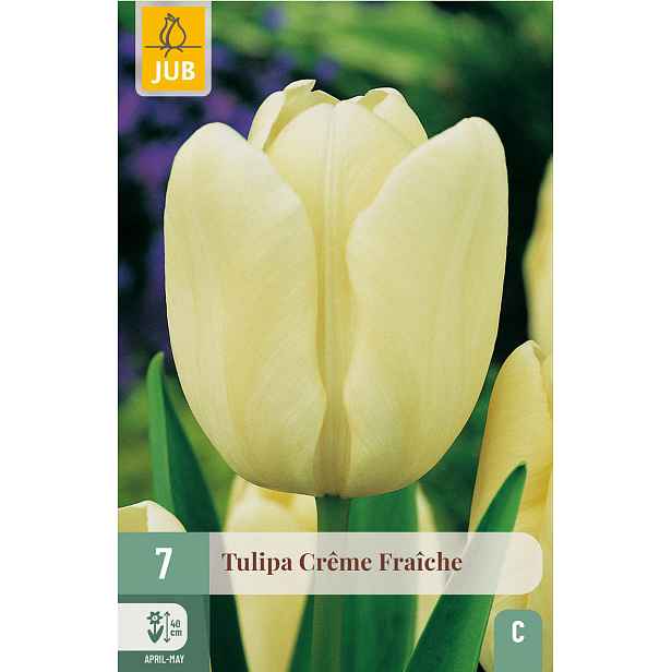Tulipán Creme Fraiche 7 ks