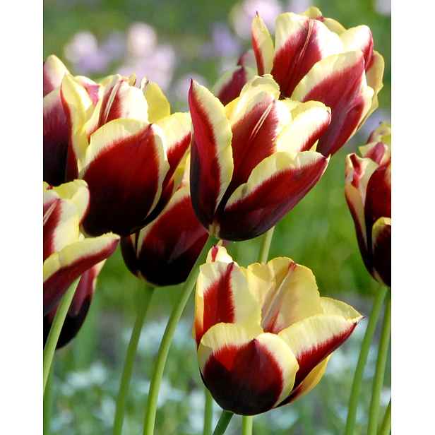 Tulipán Gavota 7 ks