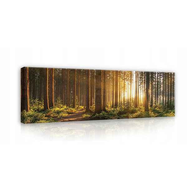 Obraz 145x45 Les západ slunce stezka příroda klid zeleň stromy