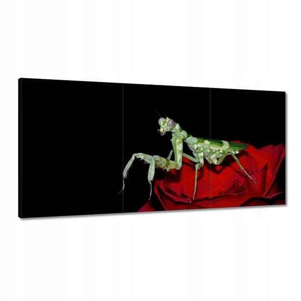 Obrazy 180x90 Modliška červený květ