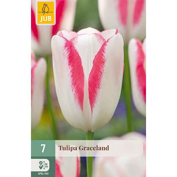 Tulipán Graceland 7 ks