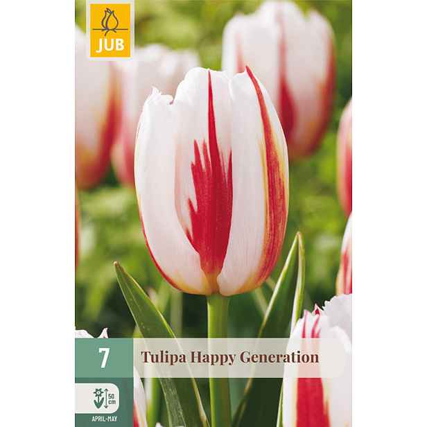 Tulipán Happy Generation 7 ks