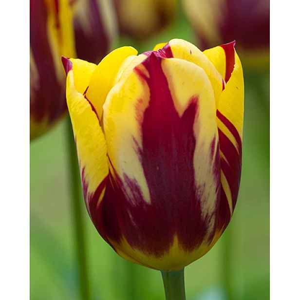 Tulipán Helmar 7 ks
