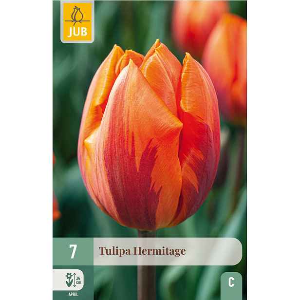 Tulipán Hermitage 7 ks