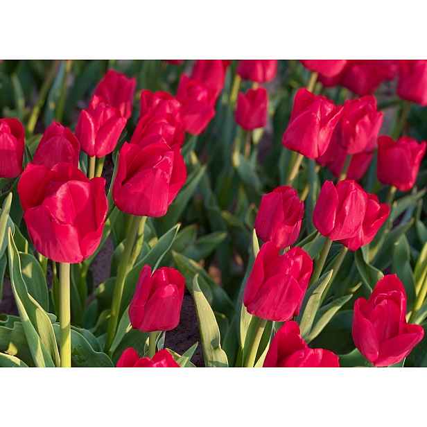 Tulipán Ile de France 7 ks