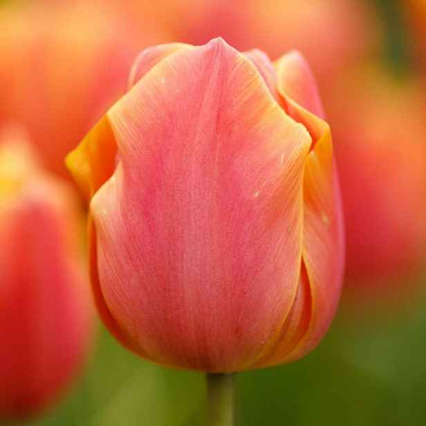 Tulipán Jimmy 7 ks