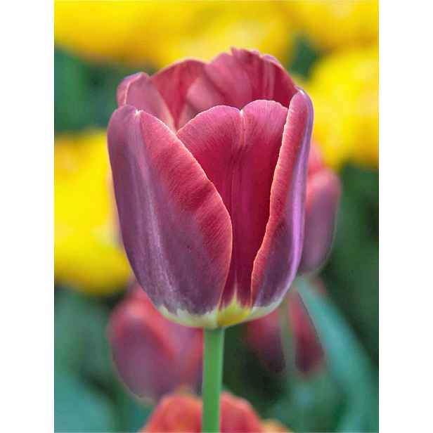 Tulipán Kansas Proud 7 ks