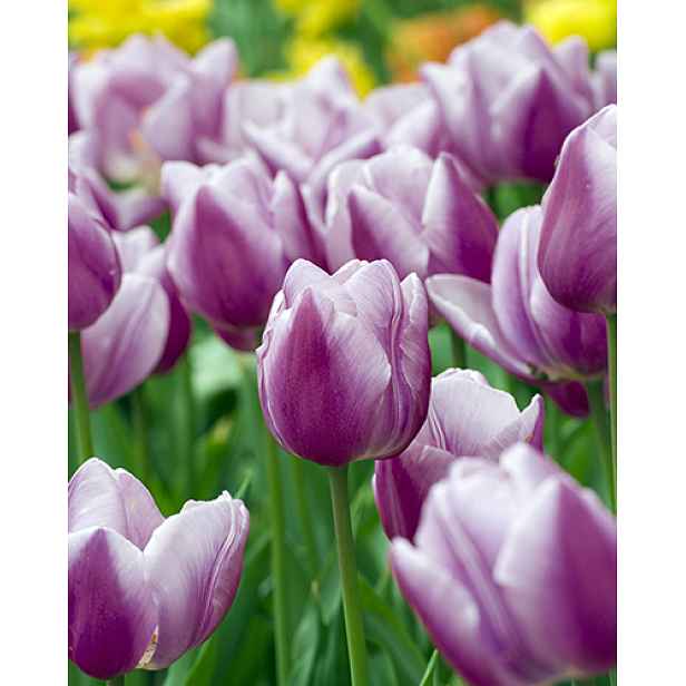 Tulipán Librije 7 ks