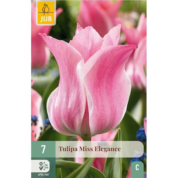 Tulipán Miss Elegance 7 ks