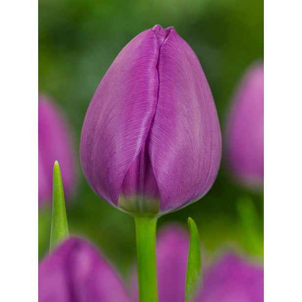 Tulipán Negrita 7 ks