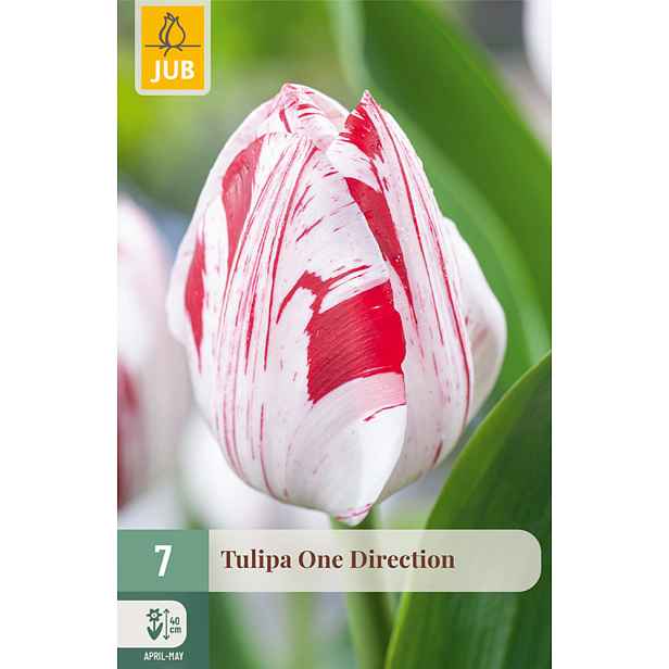 Tulipán One Direction 7 ks