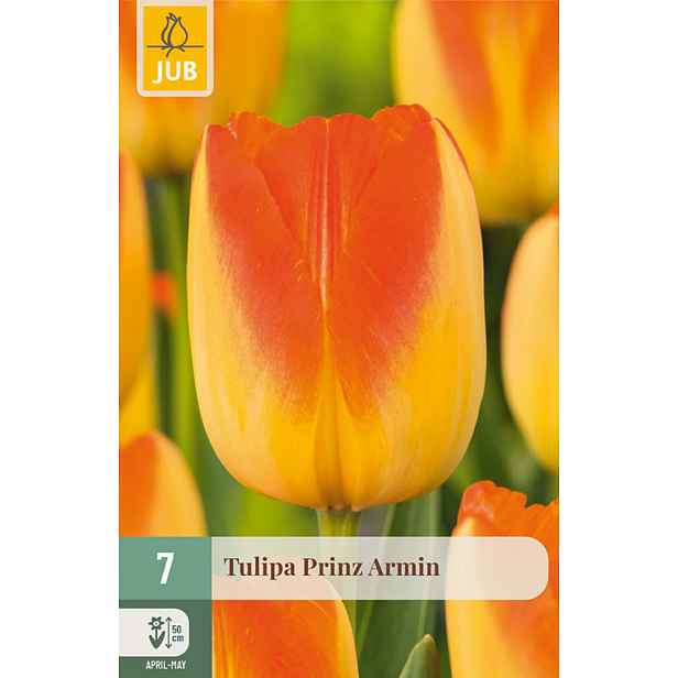 Tulipán Prinz Armin 7 ks