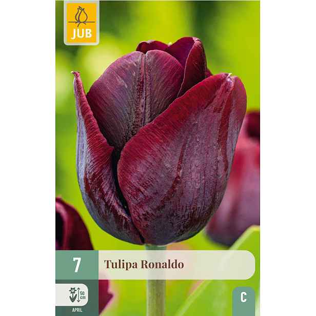 Tulipán Ronaldo 7 ks