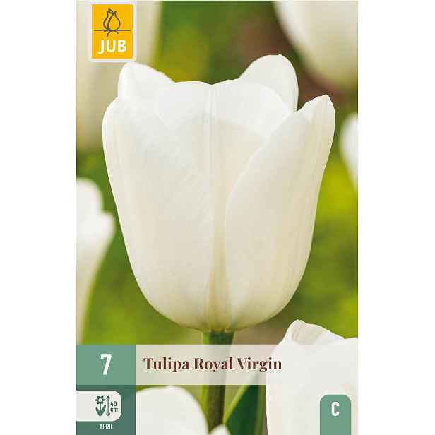 Tulipán Royal Virgin 7 ks