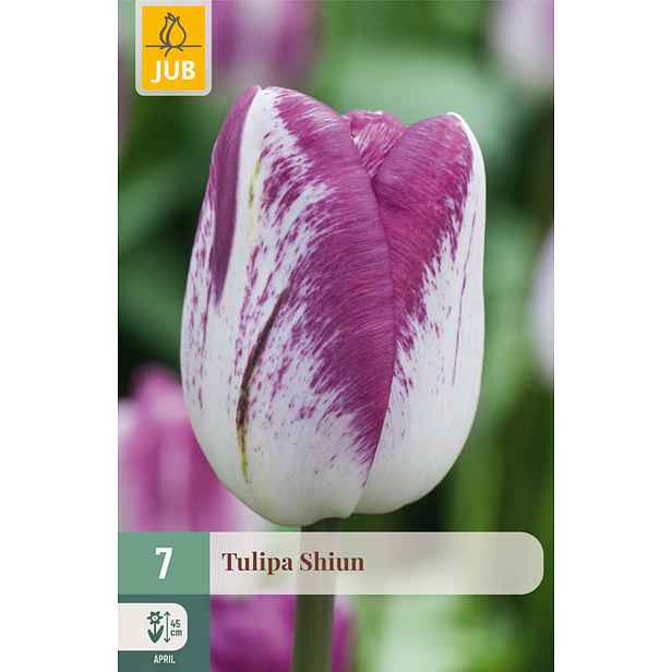 Tulipán Shiun 7 ks