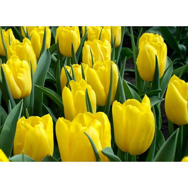 Tulipán Strong Gold 7 ks