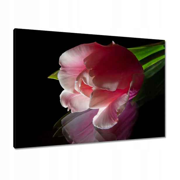 Obrazy 100x70 Růžový květ Tulipán