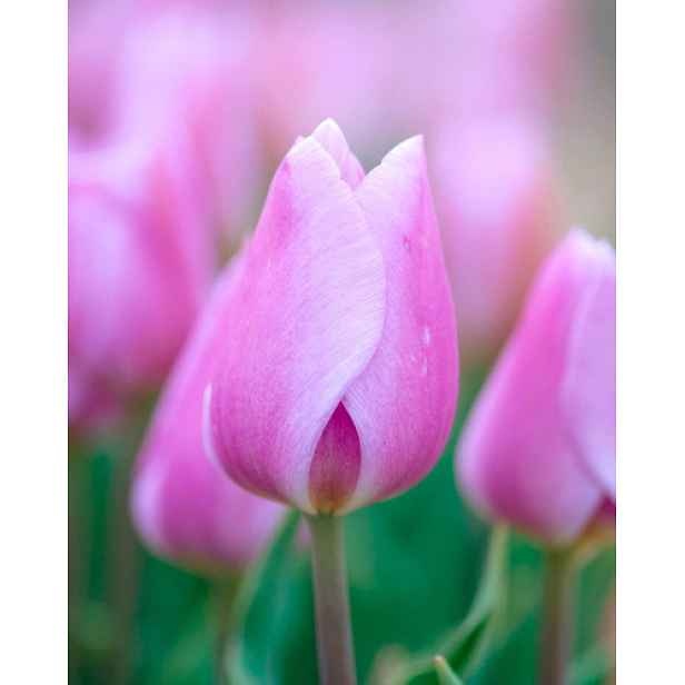 Tulipán Synaeda Amor 7 ks