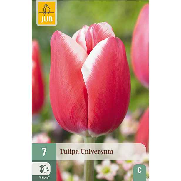Tulipán Universum 7 ks