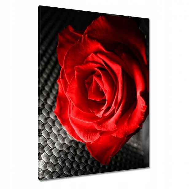 Obrazy 60x80 Červená mezi šedou