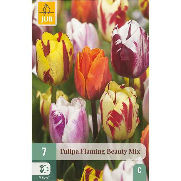 Tulipán Flaming Beauty Mix 7 ks