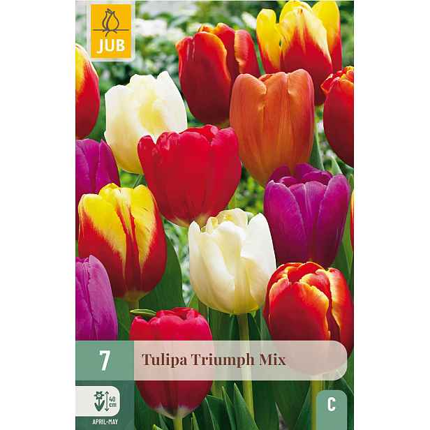 Tulipán Triumph Mix 7 ks