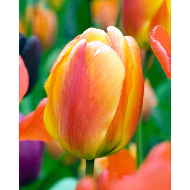 Tulipán Apeldoorn's Elite 7 ks