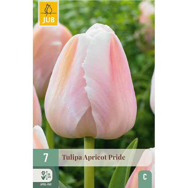 Tulipán Apricot Pride 7 ks
