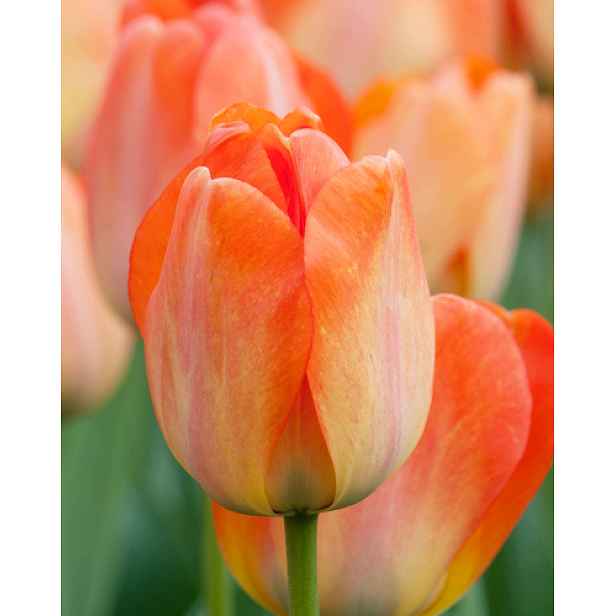 Tulipán Daydream 7 ks