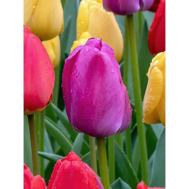 Tulipán Purple Pride 7 ks
