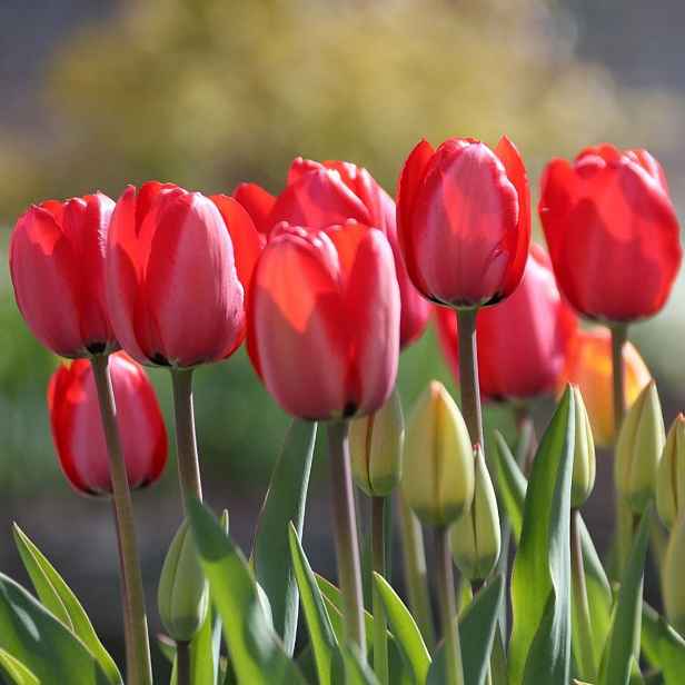 Tulipán Red Impression 7 ks