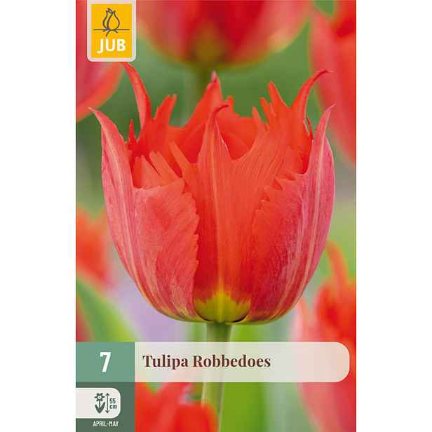 Tulipán Robbedoes 7 ks