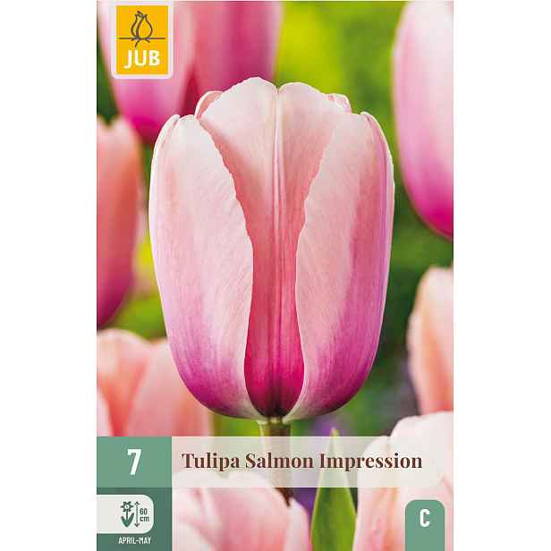 Tulipán Salmon Impression 7 ks