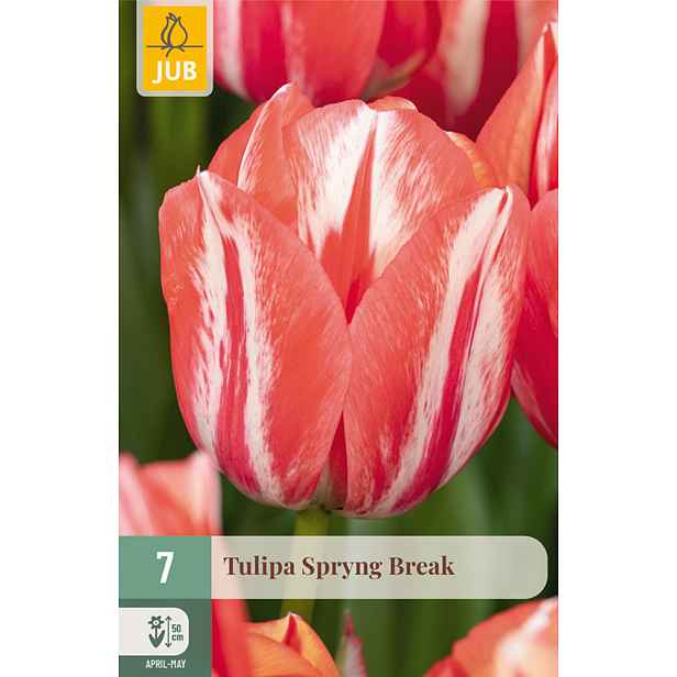 Tulipán Spryng Break 7 ks