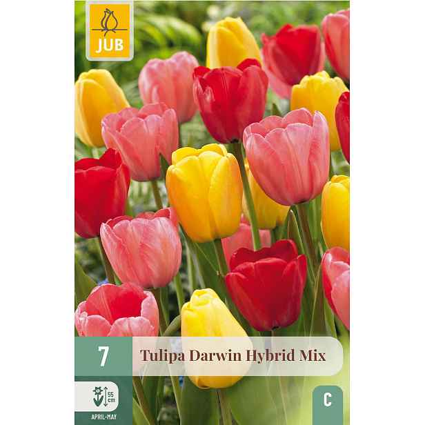 Tulipán Darwin Hybrid Mix 7 ks