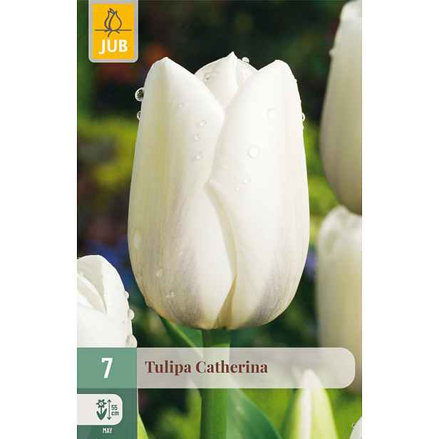 Tulipán Catherina 7 ks