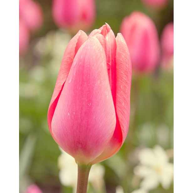 Tulipán Menton 7 ks