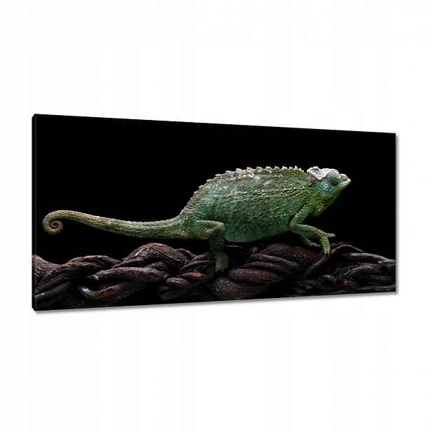 Obrazy 115x55 Dlouhý zelený chameleon