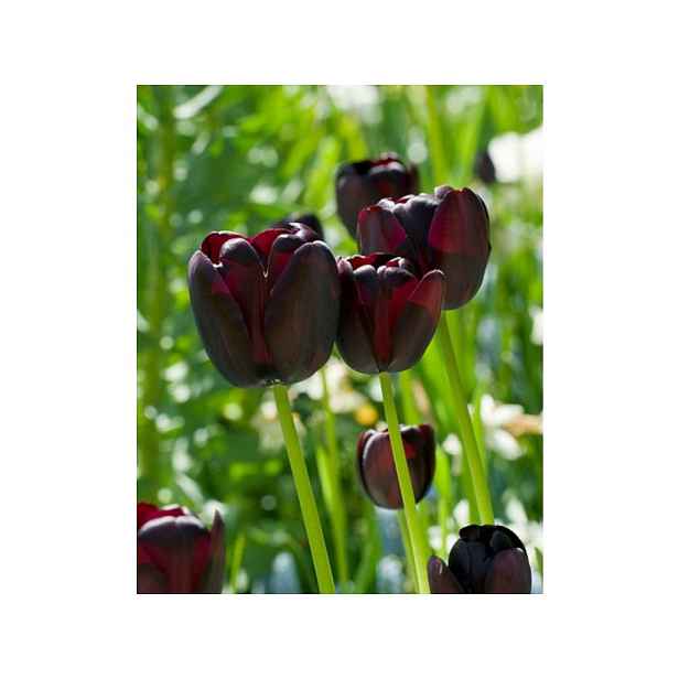 Tulipán Queen of Night 7 ks