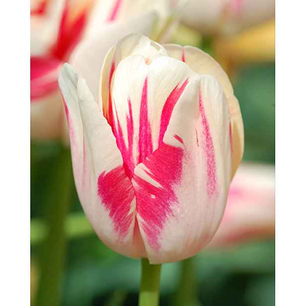 Tulipán Sorbet 7 ks