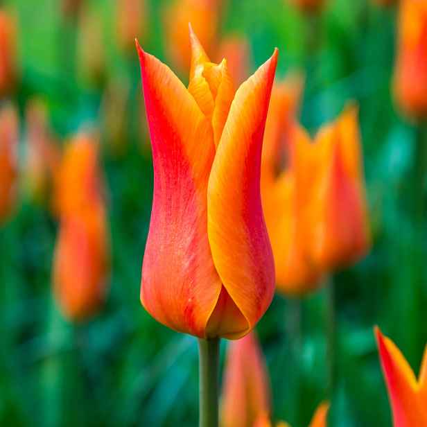 Tulipán Ballerina 7 ks