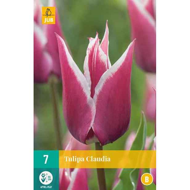 Tulipán Claudia 7 ks