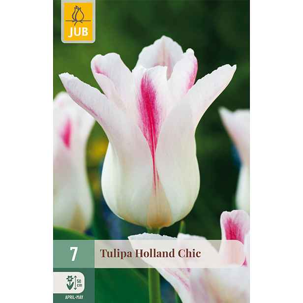Tulipán Holland Chic 7 ks