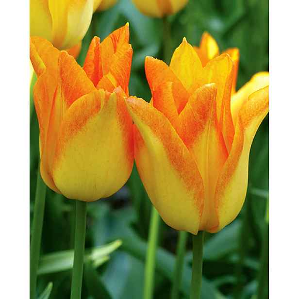 Tulipán Moonblush 7 ks
